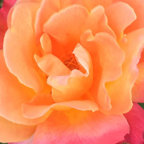 Online rózsa kertészet - climber, futó rózsa - narancssárga - Rosa Joseph's Coat - közepesen intenzív illatú rózsa - David L. Armstrong - Virágszíne a nyílás során a narancssárgától az aranyszínűig változik.